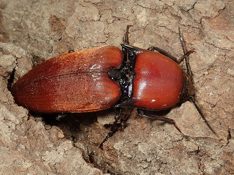 Elateridae: Elater ferrugineus? S.